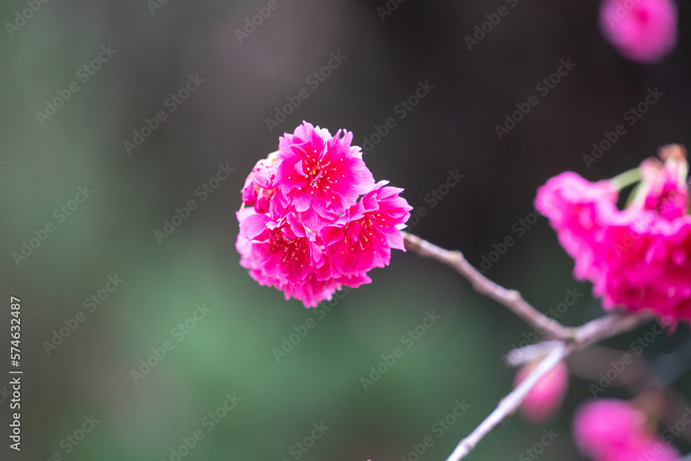 Beautiful Yae Sakura Cherry Blossom blooming in Taiwan. Beautiful Yae Sakura Cherry Blossom blooming in Taiwan.