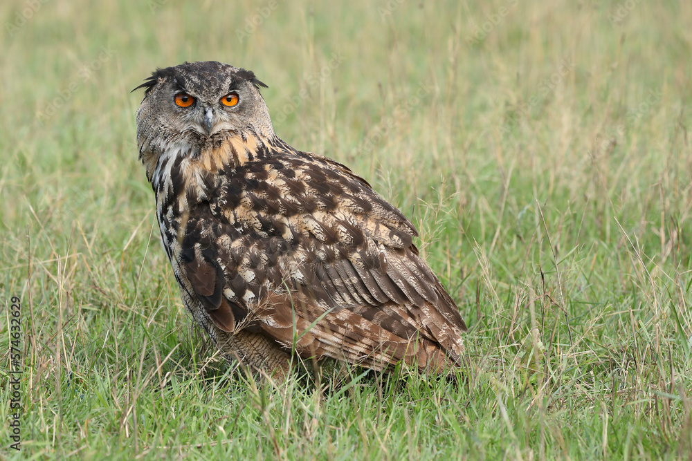A portrait of an adult Eurasian Eagle Owl resting in a meadow
