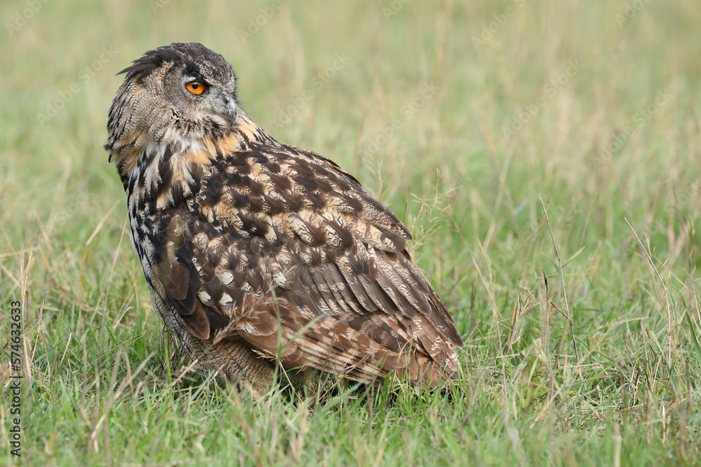 A portrait of an adult Eurasian Eagle Owl resting in a meadow
A portrait of an adult Eurasian Eagle Owl resting in a meadow