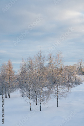 cultural landscape with trees at winter