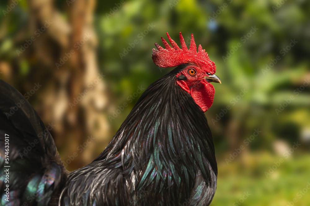 Blaclk rooster side portrait around trees and green field