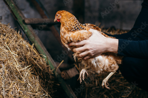 Hands with chicken in coop photo