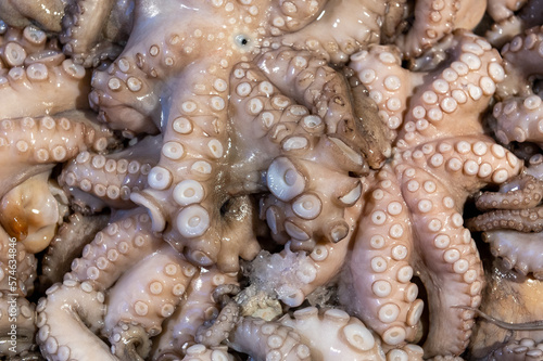fresh octopus on fish market