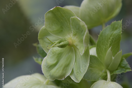Evergreen Corsican Hellebore flower with soft background focus © Marion Smith (Byers)