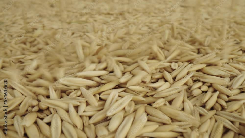 Base Product: Оats/Concept: the grain deal. Wheat is poured into a heap Base Product: Оats/Concept: the grain deal. Wheat is poured into a heap