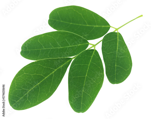 Edible moringa leaves