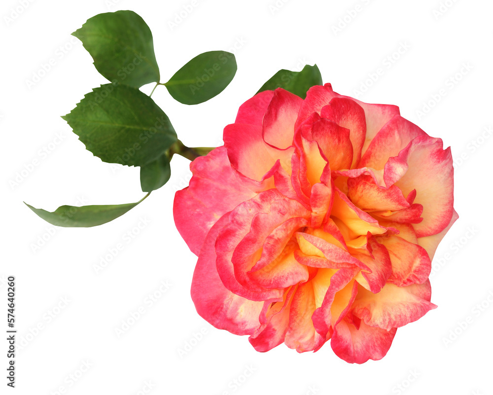 Large rose Large rose