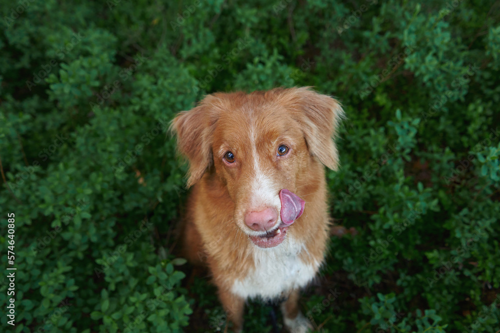 dog on the grass. Nova Scotia Retriever is a cute portrait. Toller in nature. Funny pet 