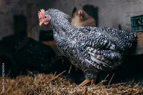 Group of chickens in coop photo