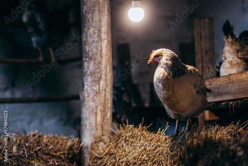 Chicken stay in coop with straw photo