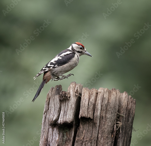 Woodpecker