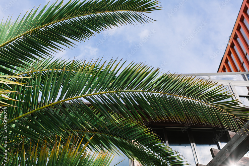 Fototapeta premium green palm leaves pattern, leaf closeup isolated against blue sky with clouds. coconut palm tree brances at tropical coast, summer beach background. travel, tourism or vacation concept, lifestyle