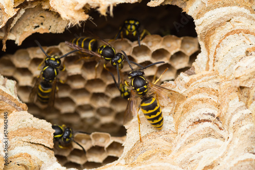 Photography Close-up of a common wasp colony in their nest | Vespula vulgaris