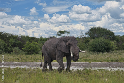 Photography elephant in the wild
