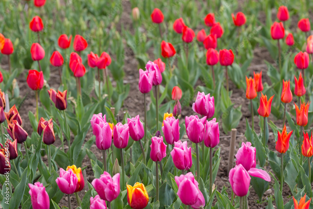 blooming tulips in spring