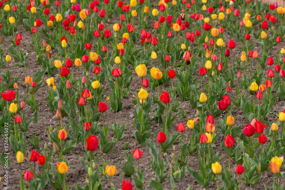 blooming red and yellow tulips