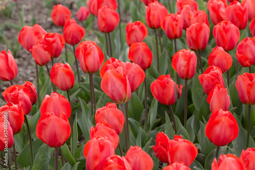blooming red tulips in the garden