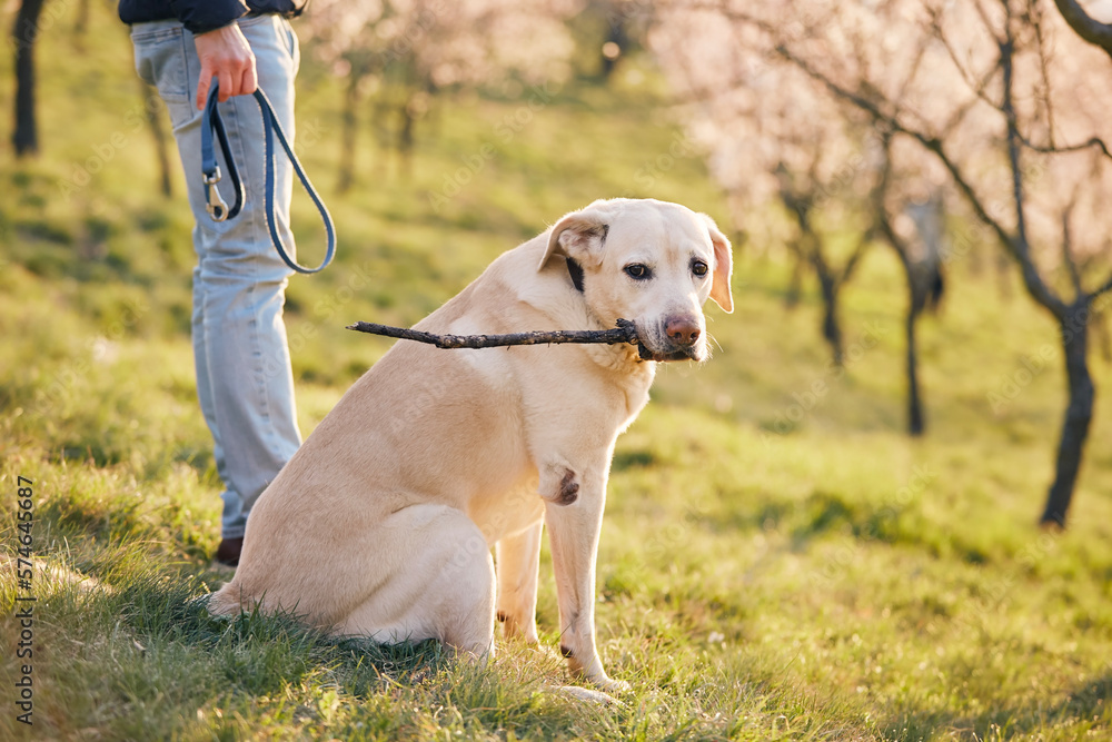 Man with dog in blooming public park during spring day. Pet owner holding leash in hand and his happy labrador retriver with stick while looking at camera. . Man with dog in blooming public park during spring day. Pet owner holding leash in hand and his happy labrador retriver with stick while looking at camera. .