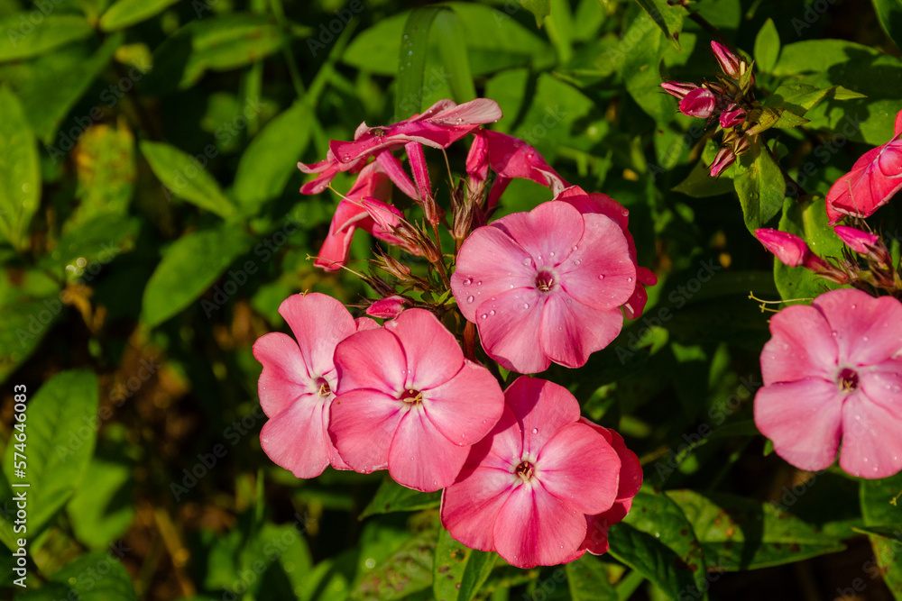 Pink flowers phlox paniculata in the garden on a summer day close-up. Horticulture hobby concept Pink flowers phlox paniculata in the garden on a summer day close-up. Horticulture hobby concept
