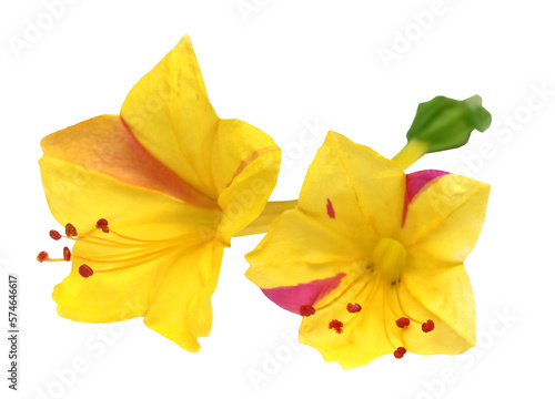 Fototapeta Naklejka Na Ścianę i Meble -  Sandhya moni flower of Southeast Asia
