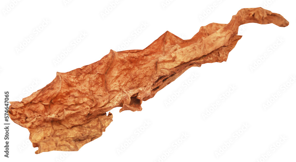 Fototapeta premium Dry tobacco leaves