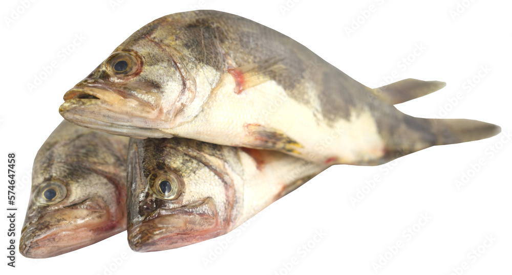 Mottled Nandus or veda fishes Mottled Nandus or veda fishes