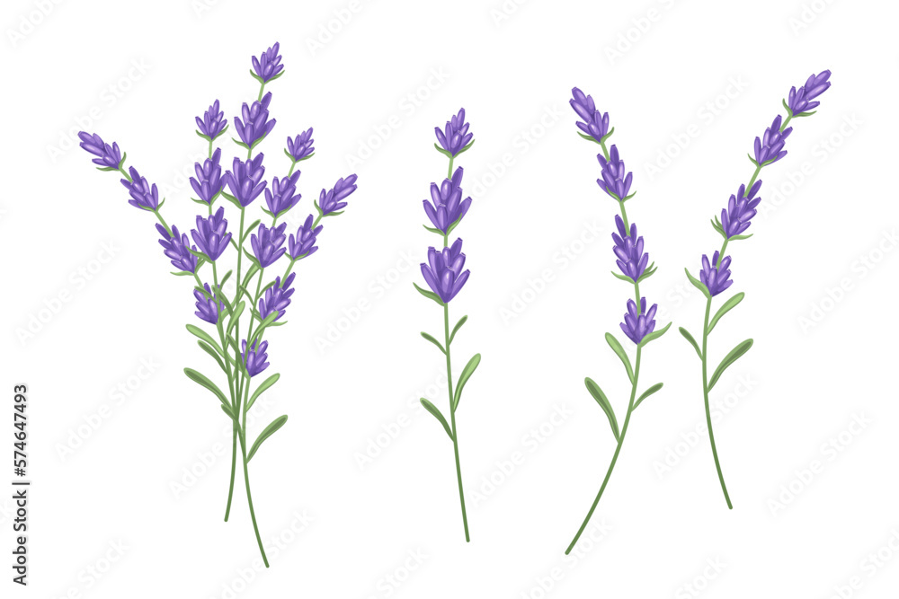 A set of lavender sprigs.Vector illustration isolated on a white background.