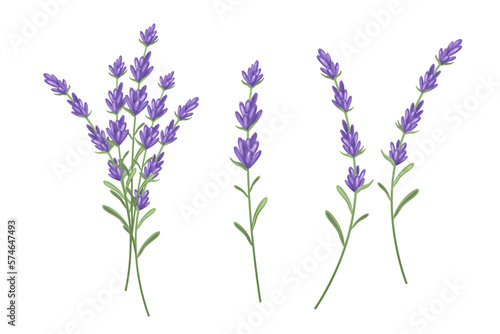 A set of lavender sprigs.Vector illustration isolated on a white background.