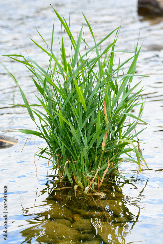 Obraz premium plante d'eau