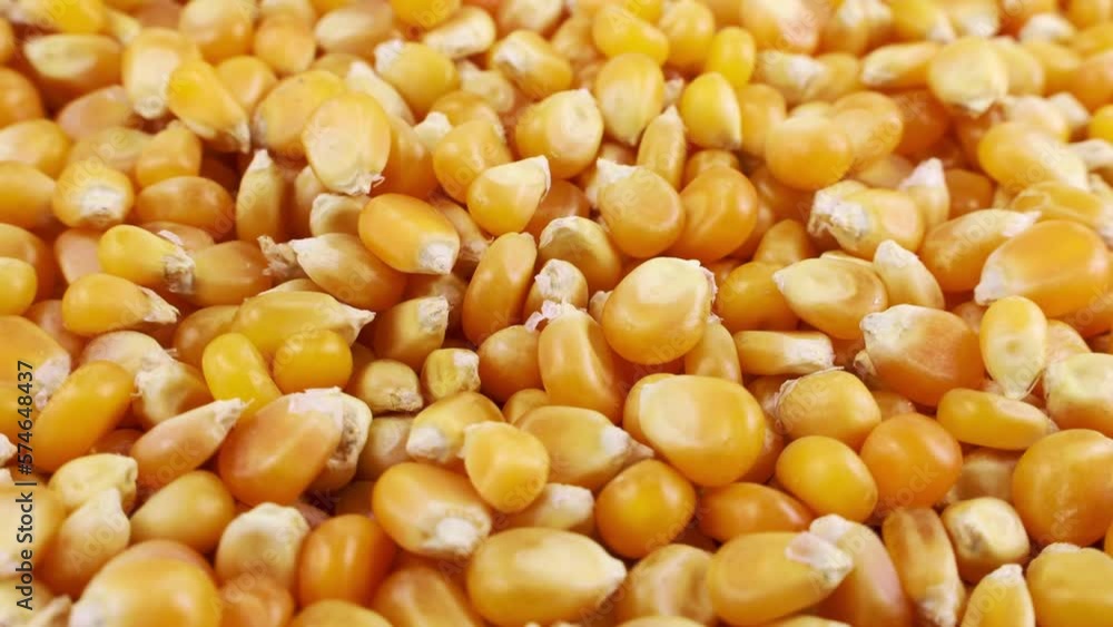 Bright yellow and orange dried corn seeds falling down with circle rotation close up Bright yellow and orange dried corn seeds falling down with circle rotation close up