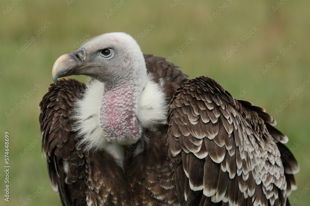 Fototapeta premium Portrait of a Rüppell's Vulture against a green background 
