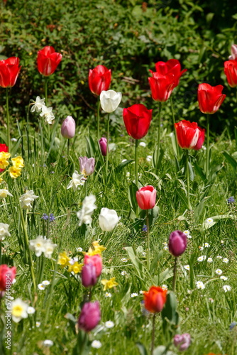 Bunt blühendeTulpen, (Tulipa), Blumenbeet, Deutschland