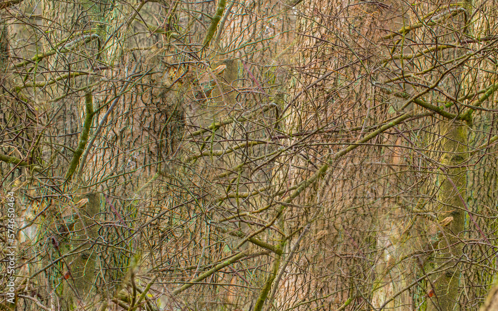 realtree pattern texture with trunks, branches and moss realtree pattern texture with trunks, branches and moss