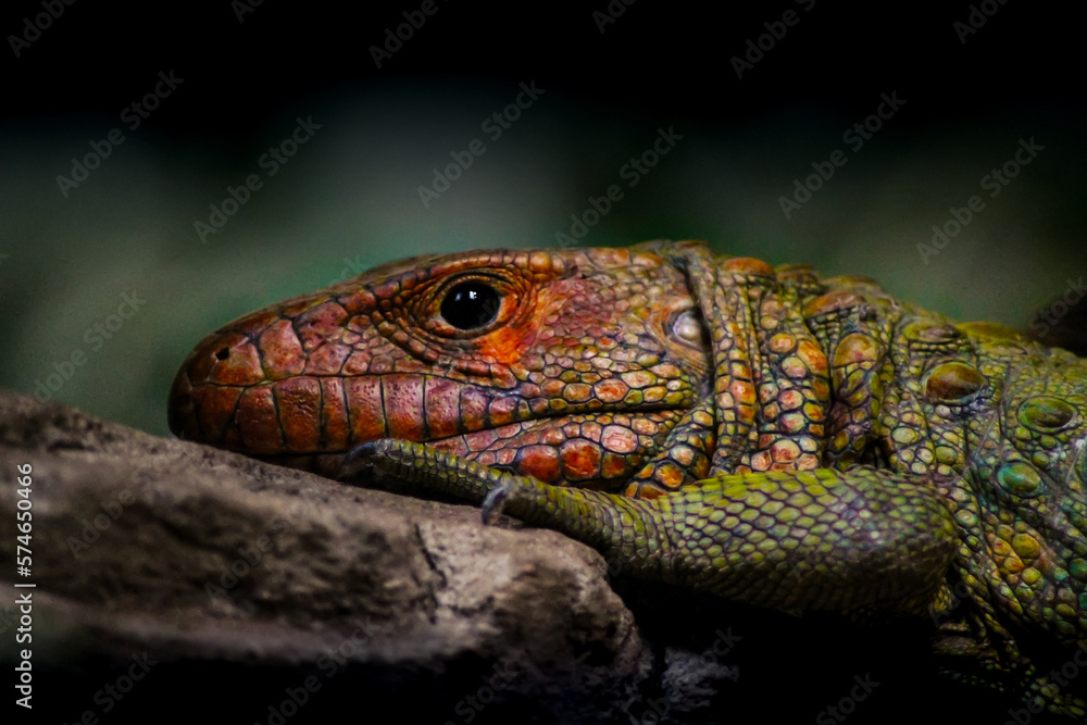 lizard on a tree lizard on a tree