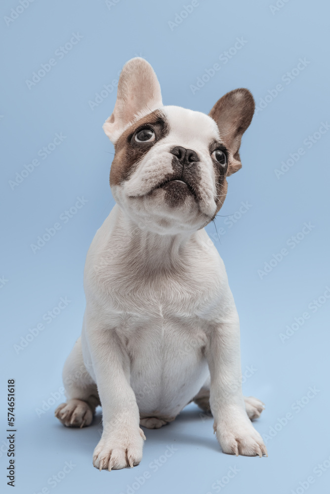 French bulldog puppy waiting for food. Studio shot of a lovely French Bulldog sitting on blue background. French Bulldog puppy 3 months old