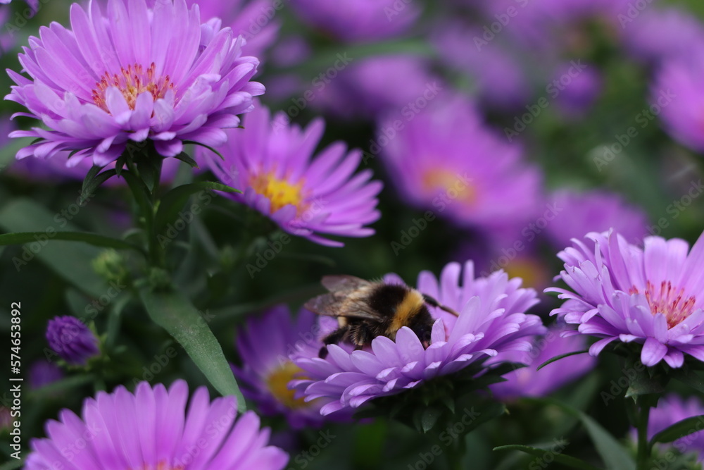 bee on a flower bee on a flower