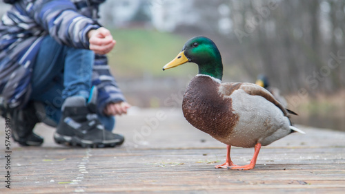Fotografie mallard duck being fed by a child in the park