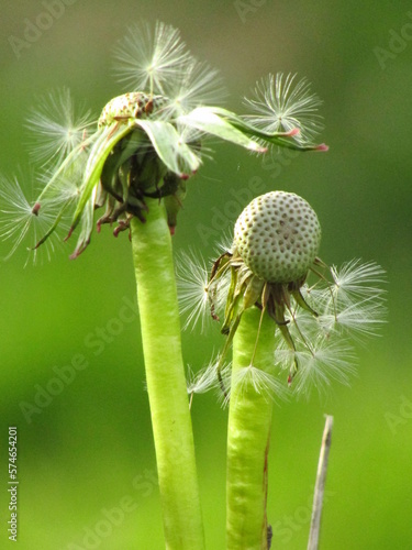 close up of a dandelion