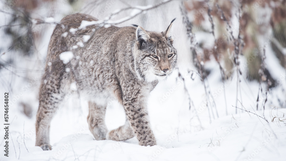lynx in snow, european lynx on winter, Lynx lynx lynx in snow, european lynx on winter, Lynx lynx