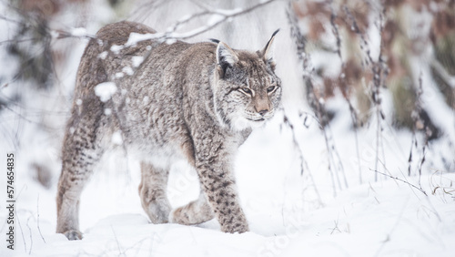 lynx sneaking in the snow