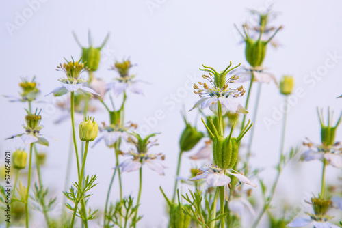Blooming White Nigella sativa flowers in the field. Selective Focus