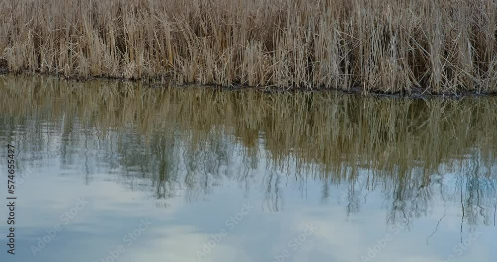 beautiful reeds by the lake beautiful reeds by the lake