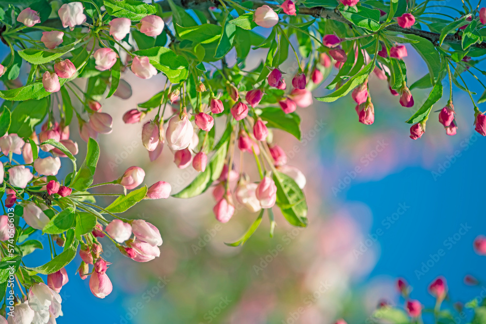 Lush spring bloom of pink apple and cherry flowers.
