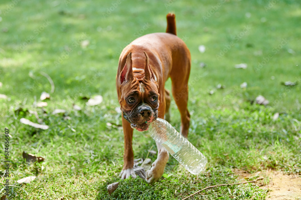 Foto de Adult boxer dog holds plastic bottle picked up garbage for