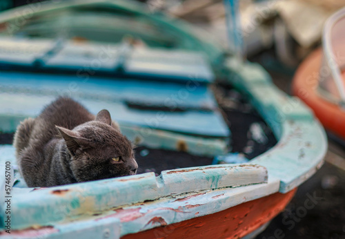 Gatto accovacciato sulla barca