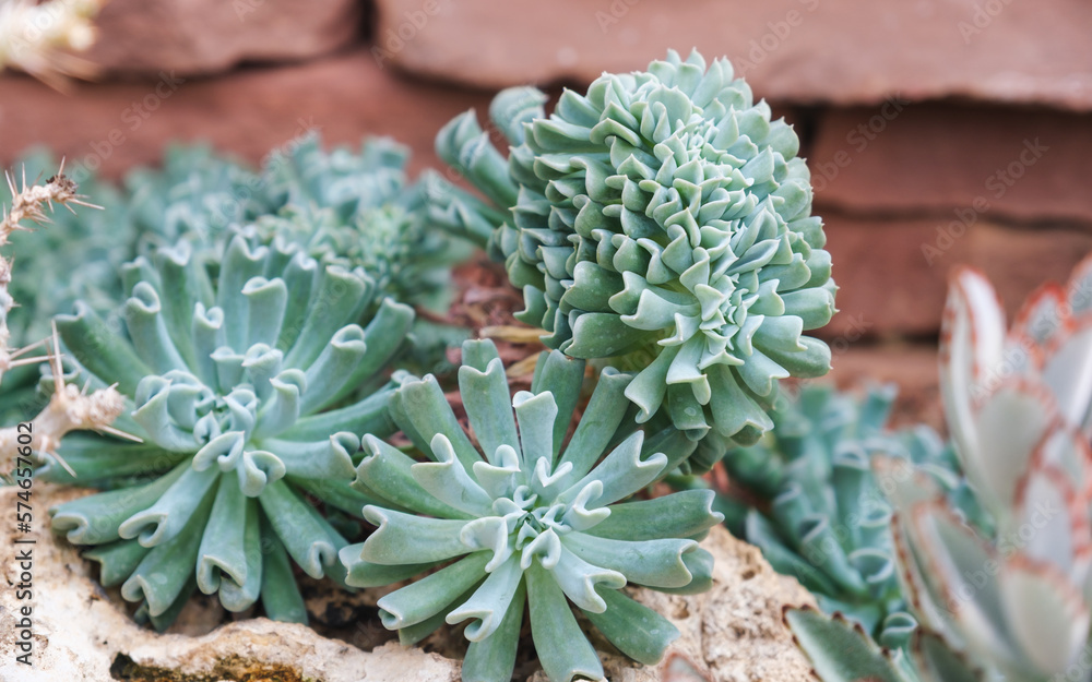 Echeveria runyonii or topsy curvy in botanic garden