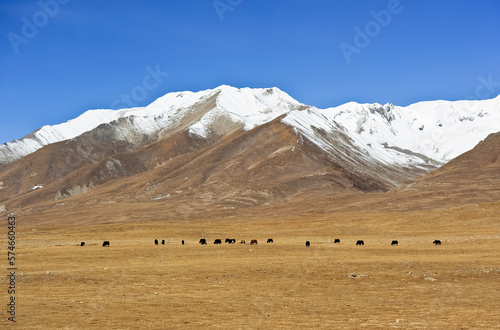 the natural environment and wildlife of the plateau. picture of yaks 