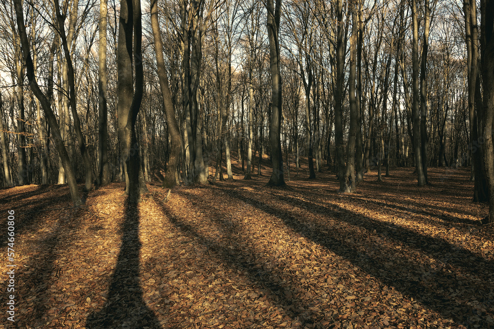 Naklejka premium spooky forest view