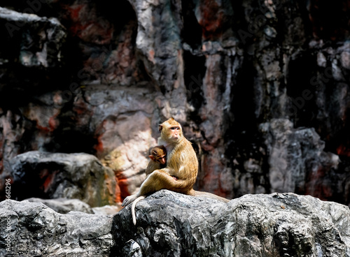 Monkey in the jungle Thailand © nudda