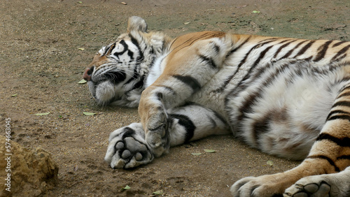 a tiger taking a nap